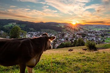 Koe op de Staufen met uitzicht op Oberstaufen bij zonsondergang van Leo Schindzielorz