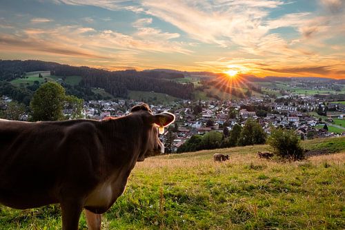 Koe op de Staufen met uitzicht op Oberstaufen bij zonsondergang