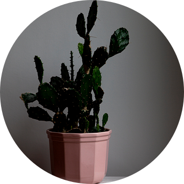 Stilleven van cactus in roze pot van Lilian Bisschop