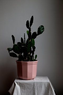 Still life of cactus in pink pot by Lilian Bisschop