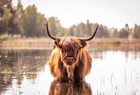 Schotse Hooglander in het water