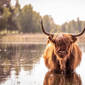 Schotse Hooglander in het water van Evelien Oerlemans