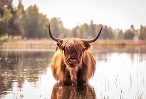 Highlander écossais dans l'eau