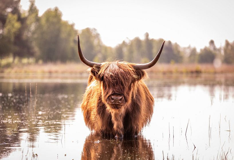 Highlander écossais dans l'eau par Evelien Oerlemans