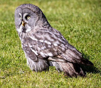 Great Horned Owl Portrait