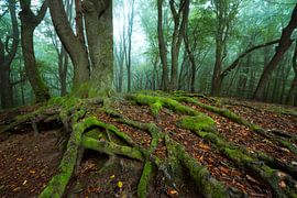 Racines moussues dans la foret brumeuse