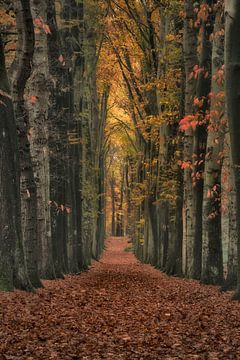 Belle avenue forestière dans la forêt de conte de fées sur Moetwil en van Dijk - Fotografie