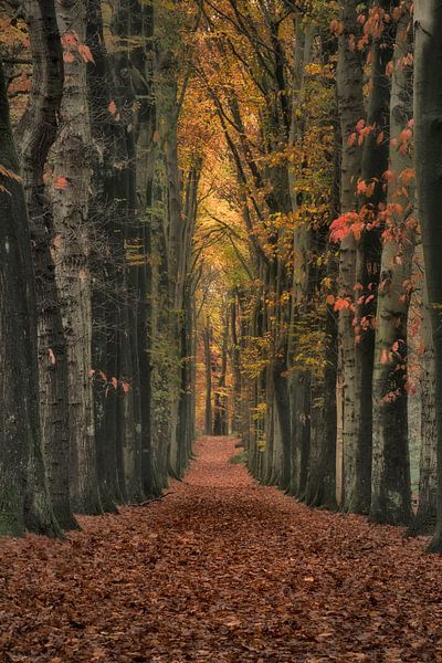 Beautiful forest avenue in the fairytale forest by Moetwil en van Dijk - Fotografie