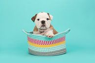 Engelse bulldog pup in het blauw / Brown and white english bulldog puppy in a colored basket on a t von Elles Rijsdijk Miniaturansicht