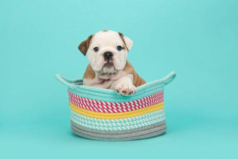 Engelse bulldog pup in het blauw / Brown and white english bulldog puppy in a colored basket on a t von Elles Rijsdijk