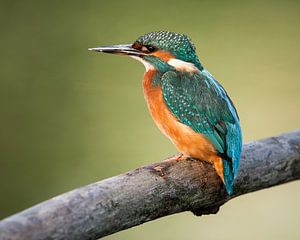 ijsvogel van Nico Leemkuil