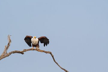  Afrikanischer Seeadler von Francis Dost