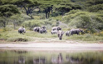 Groep olifanten aan het water in Tanzania van Stories by Dymph