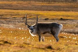 Svalbard rendieren in Arctische herfsttinten van AylwynPhoto
