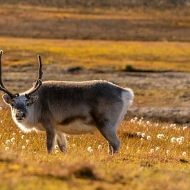 Svalbard rendieren in Arctische herfsttinten van AylwynPhoto