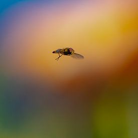 Schwebfliege vor einem farbigen Hintergrund von Anna Pors