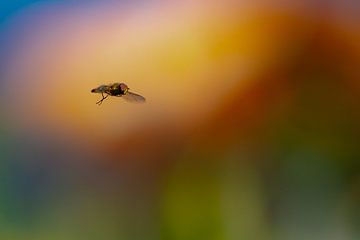 hoverfly against a coloured background by Anna Pors