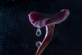 mushroom with double drop in the rain