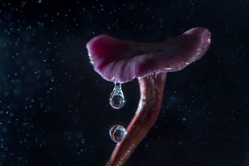 paddenstoel met dubbele druppel in de regen