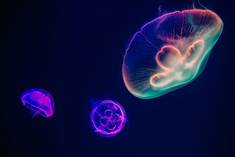 Under the Sea by Hello Pompoyo