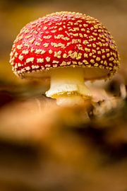 Mushroom 17 by Deshamer