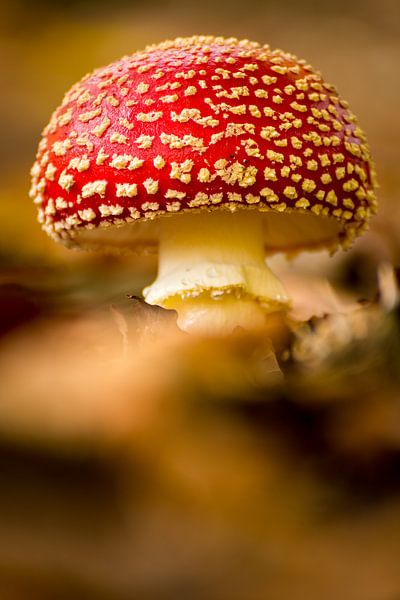 Mushroom 17 par Deshamer