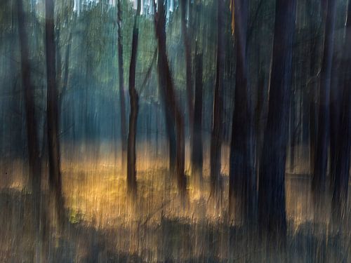 Atmosphère dans la forêt sur Paul Arts