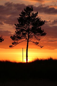 Un arbre à l'aube