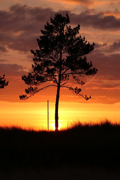 Un arbre à l'aube par Inge Heathfield