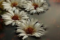 White Autumn Star