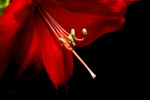 Amaryllis