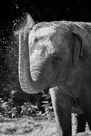 elephant black and white by Daphne Brouwer