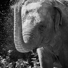 elephant black and white by Daphne Brouwer