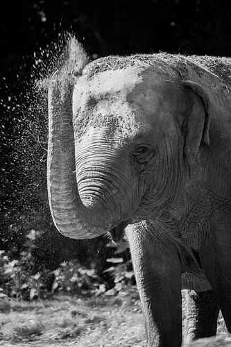 Elefant schwarz-weiß von Daphne Brouwer