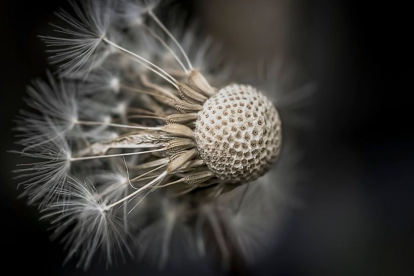 Dandelion by DennisVS