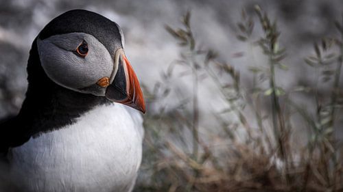 Launenhaftigkeit in der Wildnis