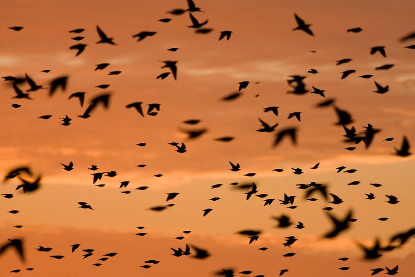 Étourneaux en migration au lever du soleil  par Marcel Klootwijk