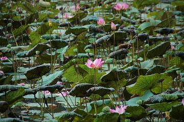 Grote Waterlelies Bogor Botanische Tuin van Maurits Bredius