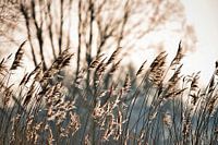 L'herbe en hiver