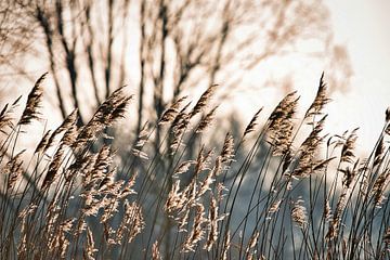 L'herbe en hiver sur Corné Snijders