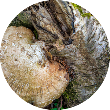 Levende paddenstoel op dode Berk, levend op dood hout van Jeroen Hoogakker