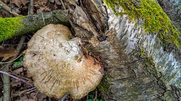 Levende paddenstoel op dode Berk, levend op dood hout van Jeroen Hoogakker