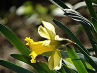 Spring Flower
