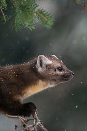 Pine Marten  / American Pine Marten ( Martes americana ) in light snowfall, sitting in a conifer tre