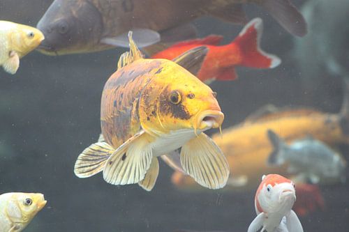 koi