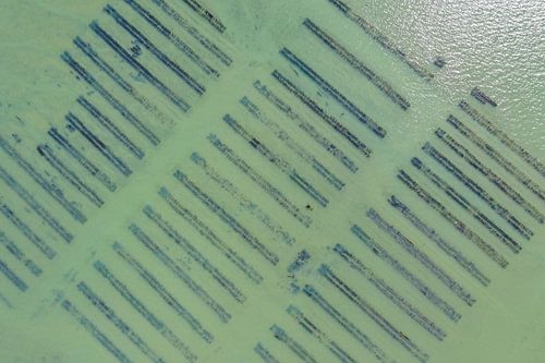 Oesterbanken in Île de Noirmoutier