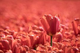 orangefarbenes Tulpenfeld von Hilda booy