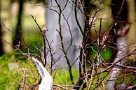 Tenderness in Nature - Robins in the Amsterdam Water Supply Dunes by Hans van Oort thumbnail