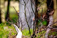 Tenderness in Nature - Robins in the Amsterdam Water Supply Dunes