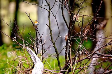 Robin on a branch by Hans van Oort